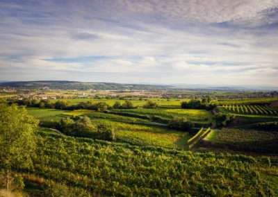 Weingut Brachmann