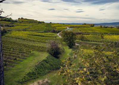 Weingut Brachmann