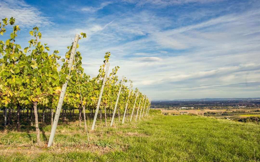 Rückblick Ernte 2019