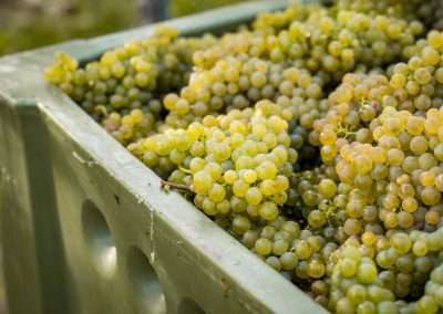 Trauben der Sorte Grüner Veltliner aus der Riede Rosengarten