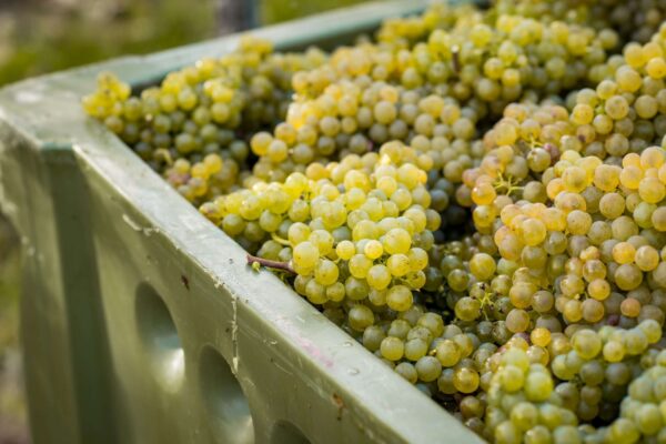 Trauben der Sorte Grüner Veltliner aus der Riede Rosengarten