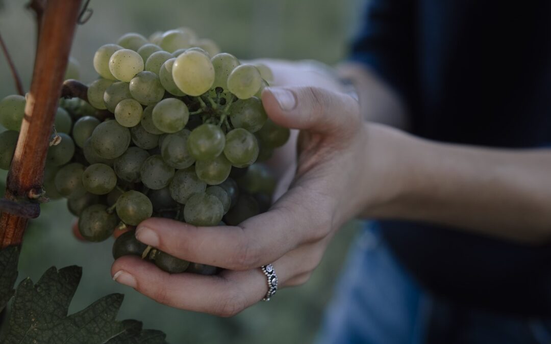 Weingut Brachmann Traube