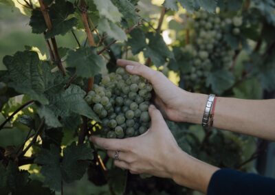 Grüner Veltliner Trauben aus der Riede Sonnleithen